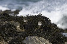 20240227 - Purple Sandpiper pair on the rocks - crop.jpg