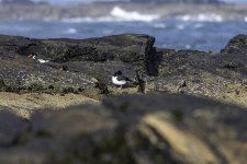 20240227 - Oystercatchers sheltering in the rocks.jpg