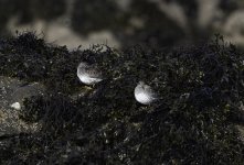 20240227 - Purple Sandpiper pair on the rocks - crop 2.jpg