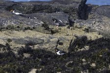 20240227 - Oystercatchers formation preening team.jpg