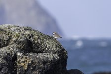 20240227 - Ringed Plover on the rocks in front of rocks.jpg