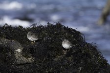 20240227 - Purple Sandpiper pair on the rocks - uncropped.jpg