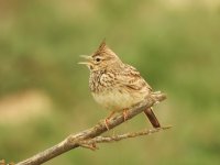 Crested Lark.JPG