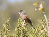 Tristram's Warbler.JPG