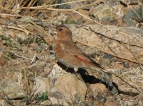 Crimson-winged Finch 2.JPG