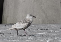 Glaucous-winged Gull 1.jpg