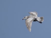 Glaucous-winged Gull 2.jpg
