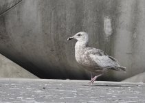 Glaucous-winged Gull 4.jpg