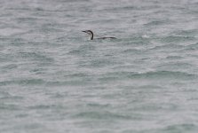 20240228 - Great Northern Diver close to shore.jpg