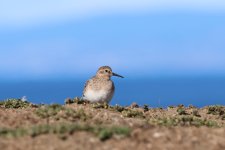 bairds sandpiper.JPG