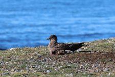 chilean skua om magdalena.JPG