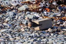 rufchested dotterel.JPG