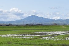 Mt Diablo from Jersey Island 2024-03-07 d.JPG