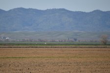 Mountain Plover field 2024-03-08 a.JPG