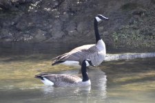 Canada Goose 2024-03-08.JPG