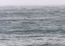 20240228 - Red-throated Diver pair.jpg
