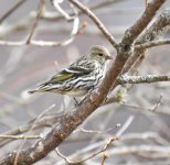 unknown warbler three.jpg