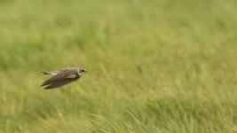 sand martin.jpg