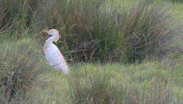 IMG_4546a Cattle Egret 29 May 2021 Pagham Harbour.jpg