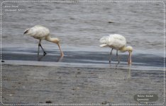 BF Yellow-billed Spoonbill 7 November 2019.jpg