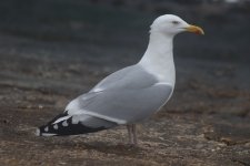 Herring Gull.JPG