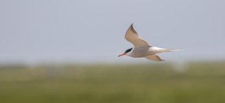 common tern in flight.jpg