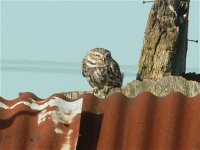 DS little owl at Tubbs Bottom 1002 1.jpg