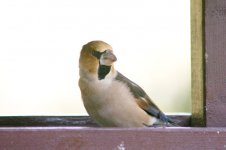 Hawfinch, labanoras 2.jpg