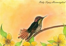 Ruby Topaz Hummingbird.jpg