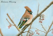 Waxwing.jpg