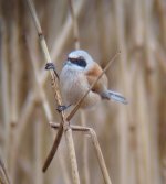 penduline tit small.jpg