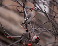 WaxwingsDalry01.jpg