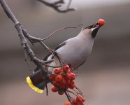 WaxwingsDalry03.jpg