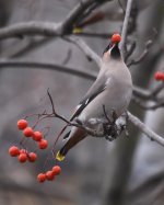 WaxwingsDalry06.jpg