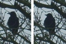 corvid-dec07.jpg