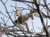 L1140635_Siskin.jpg