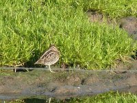 L1240984_Common Snipe.jpg