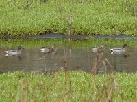 L1250065_Common Teal.jpg