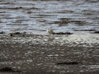 20240212 - White gull on the shore.jpg