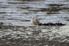 20240212 - white gull on the shore-crop.jpg