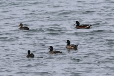 chiloe wigeons.JPG