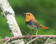 Japanese Robin_Nemuro_050723a.jpg