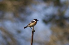 Stonechat (Adult) 1.jpg