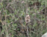 Siberian Stonechat_Byurakan_120423c.jpg