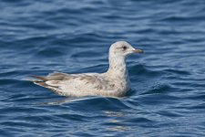 Thayers Gull.jpg