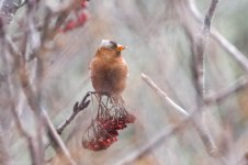 Gray-crowned Rosy-Finch 2.14.24 Mt Pleasant VA 7VA01123.jpg