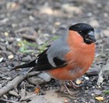 IMG_5690b Bullfinch 31 Mar 2019 Pennington Flash.jpg