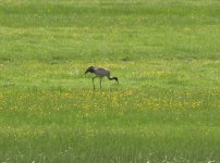 Black-necked Crane crop.jpeg