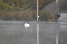 American White Pelican 2024-03-13.JPG