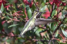 Anna's Hummingbird 2024-03-13.JPG